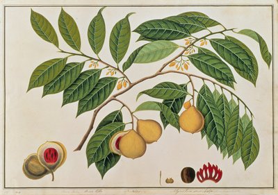 Booa Palla or Nutmeg, from Drawings of Plants from Malacca, c.1805-18 by Chinese School